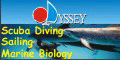 View Website